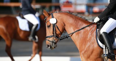 FEI considers welfare recommendations for equine sports